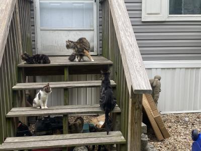 A group of community cats on wooden stairs beside a trailer